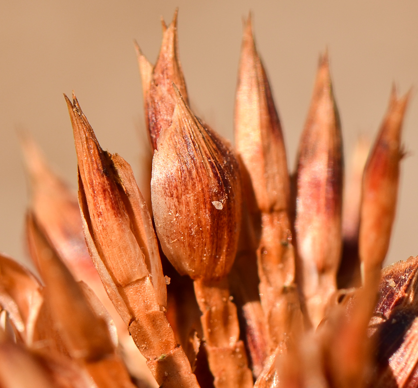 Изображение особи Cyperus macrorrhizus.