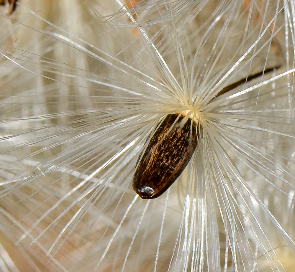 Image of Silybum marianum specimen.