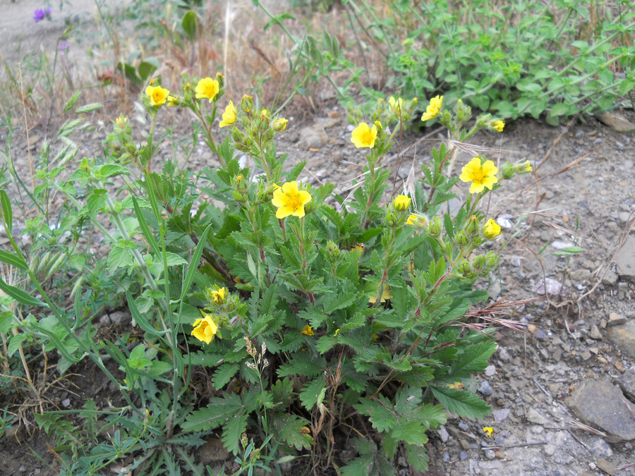 Изображение особи Potentilla taurica.