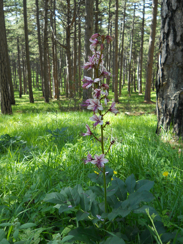 Изображение особи Dictamnus gymnostylis.