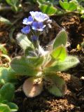 Myosotis litoralis. Цветущее растение. Крым, окр. Севастополя. 5 апреля 2009 г.