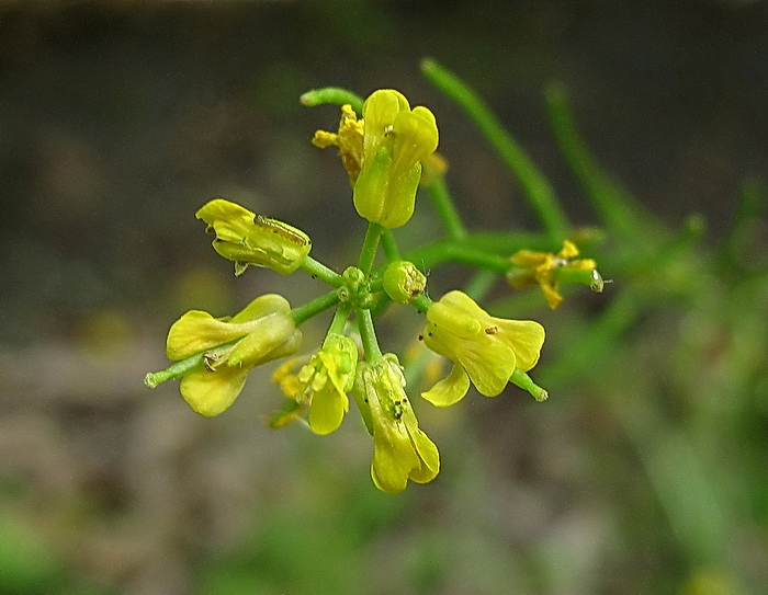 Изображение особи Barbarea vulgaris.