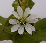 Image of taxon representative. Author is Андрей Комраков