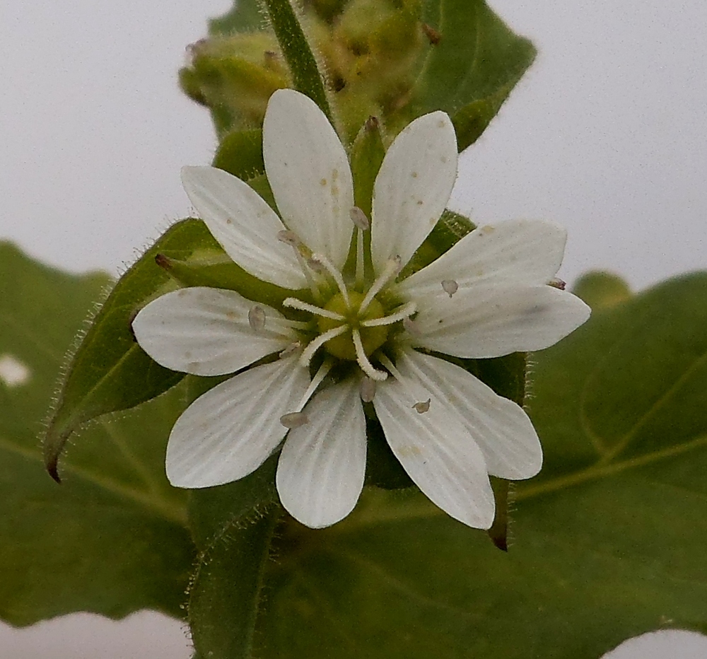 Изображение особи Myosoton aquaticum.