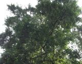 Populus maximowiczii