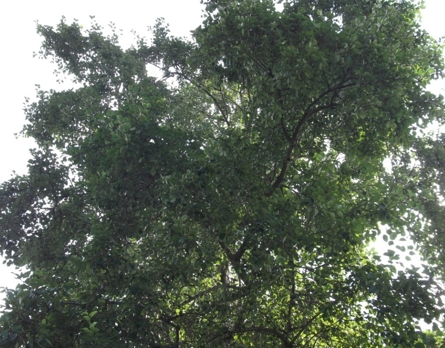 Изображение особи Populus maximowiczii.