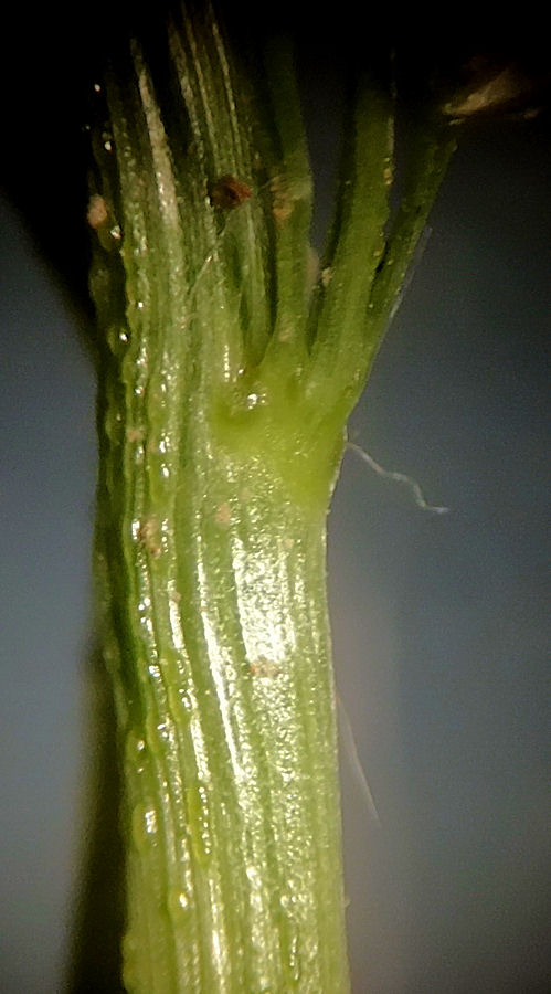 Image of Eragrostis amurensis specimen.