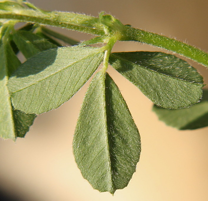 Изображение особи Medicago lupulina.