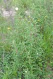 Cistus monspeliensis