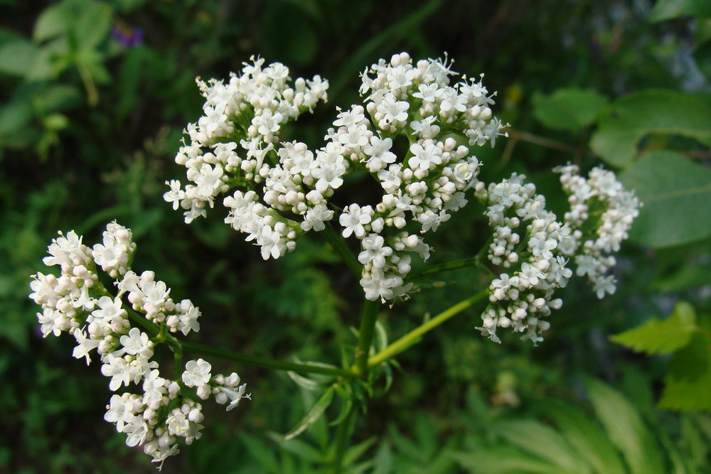 Изображение особи Valeriana transjenisensis.