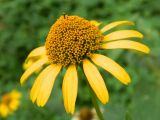 Heliopsis helianthoides ssp. scabra