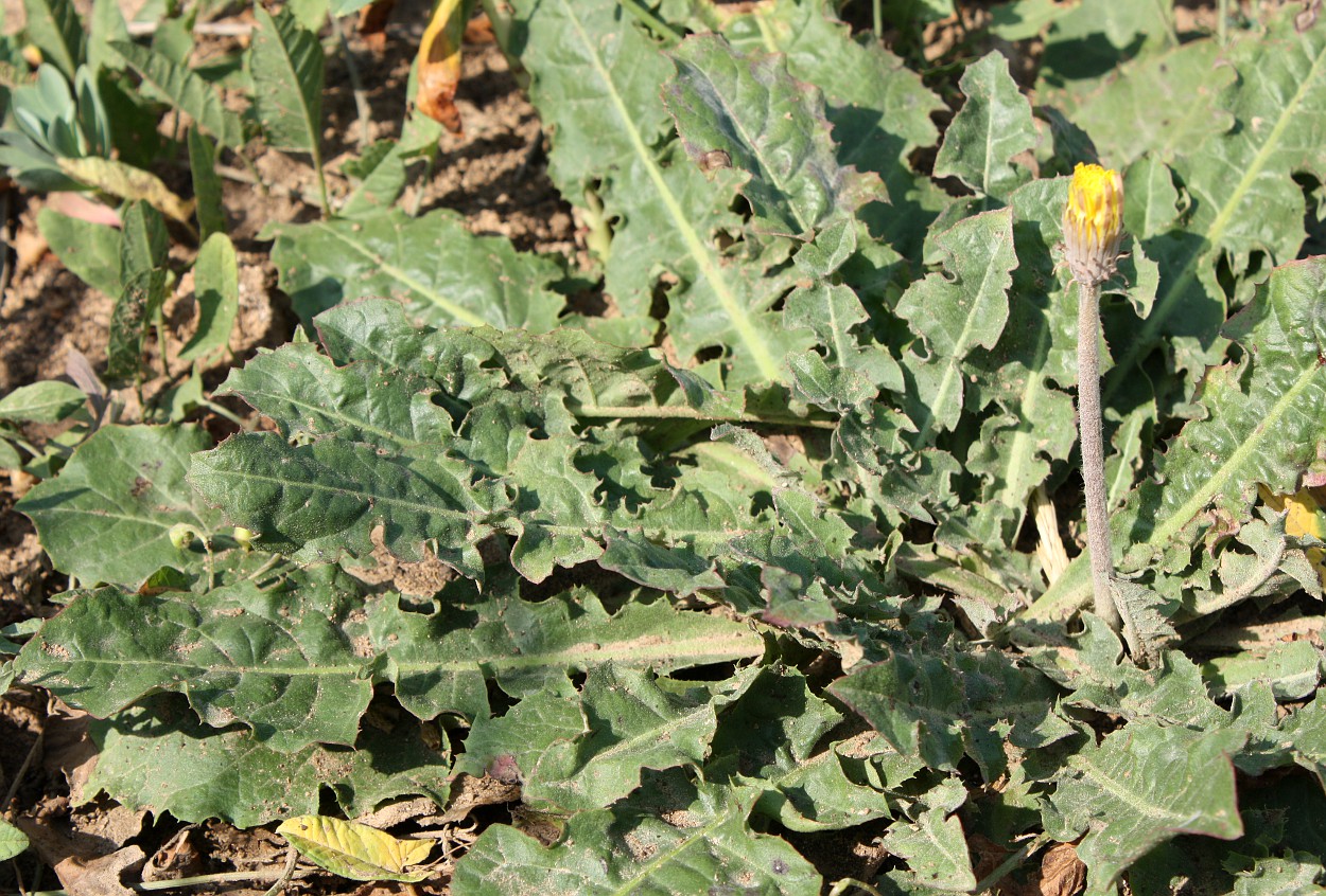 Image of Taraxacum serotinum specimen.