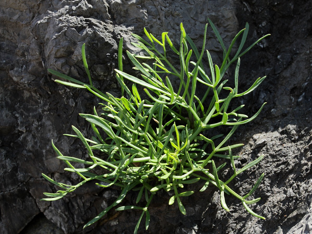 Изображение особи Crithmum maritimum.