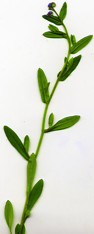 Image of Myosotis arvensis specimen.