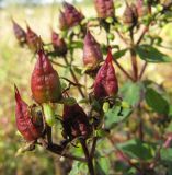 Hypericum maculatum