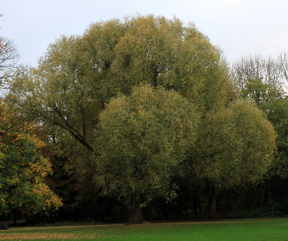 Image of Salix alba specimen.