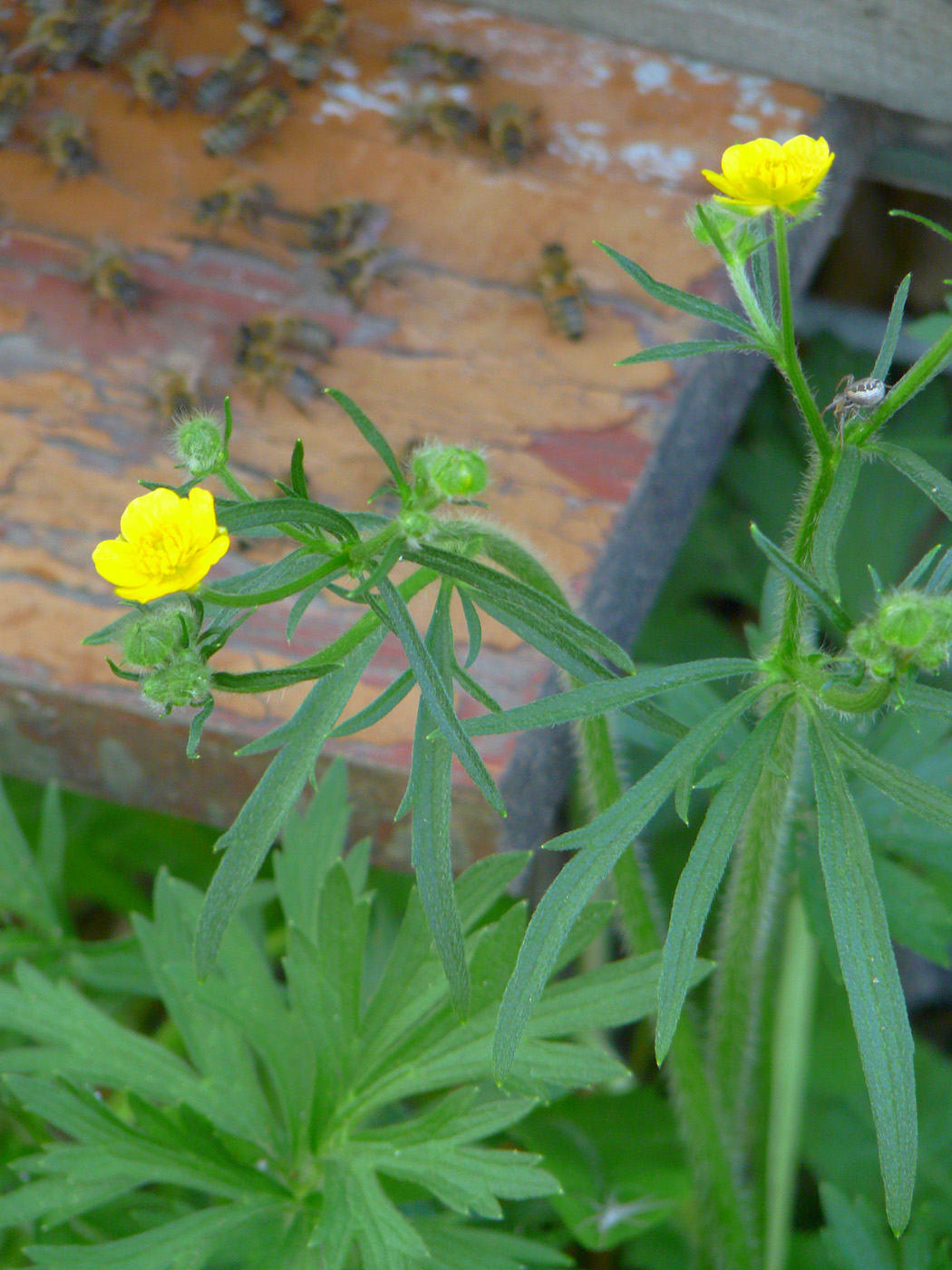 Image of Ranunculus polyanthemos specimen.