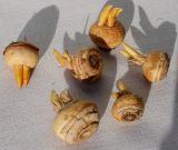Crocus chrysanthus. Прорастающие луковицы. Германия, г. Кемпен, для высадки на газоне. 20.11.2012.