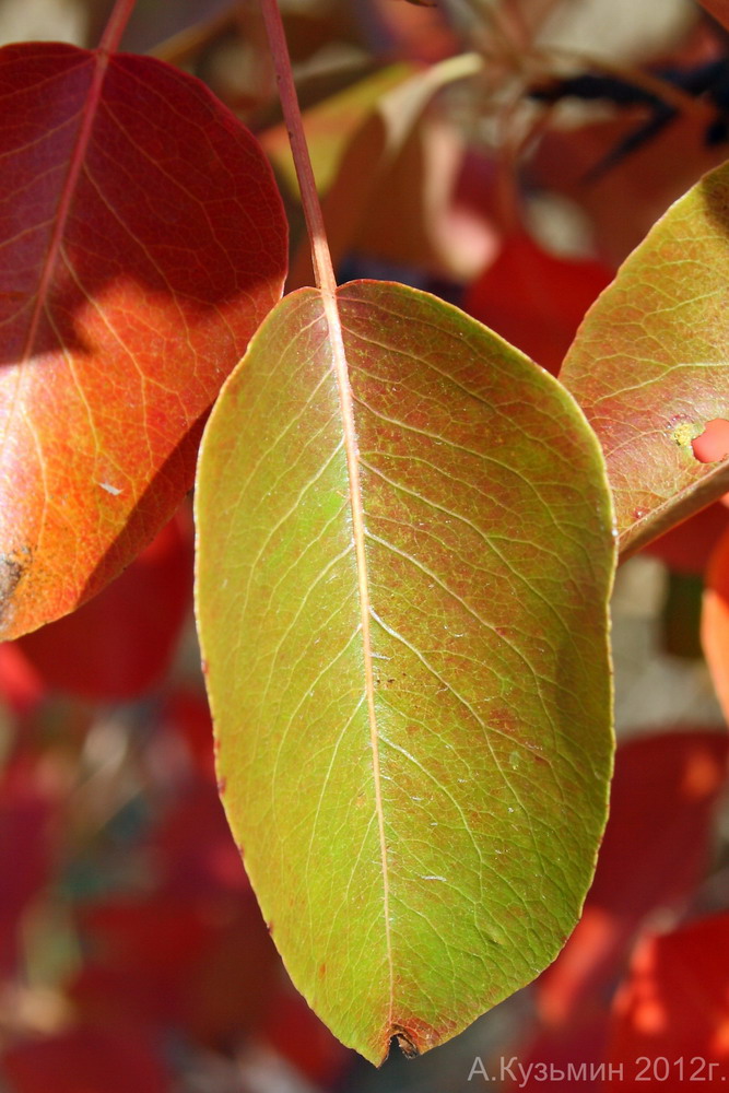 Image of Pyrus pyraster specimen.