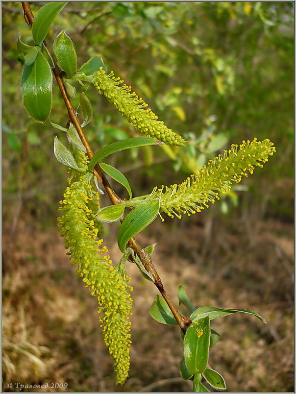 Изображение особи Salix triandra.