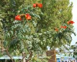 Spathodea campanulata. Крона цветущего растения. Египет, Синай, Шарм-эль-Шейх, в культуре. 19.02.2009.