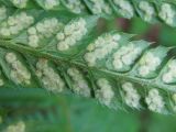 Polystichum aculeatum. Часть сегмента вайи с молодыми сорусами (вид снизу). Украина, Тернопольская обл., Кременецкий р-н, окр. г. Почаева, возле Свято-Духовского скита. 04.06.2012.