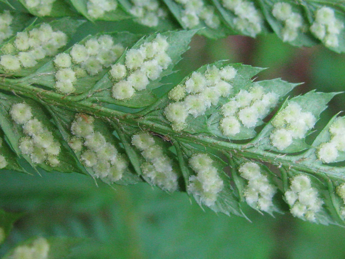 Image of Polystichum aculeatum specimen.