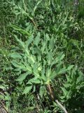 Eryngium campestre