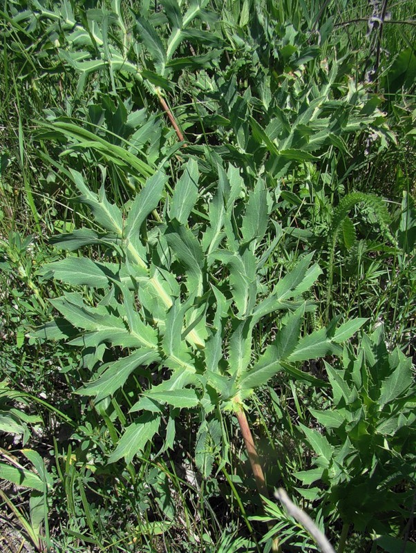 Изображение особи Eryngium campestre.