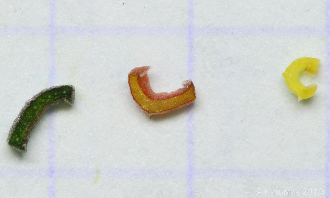 Image of Gagea pusilla specimen.