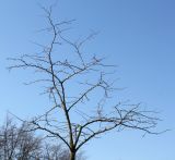 Gleditsia triacanthos. Крона покоящегося дерева ('Sunburst'). Германия, г. Кемпен, в школьном дворе. 27.03.2013.