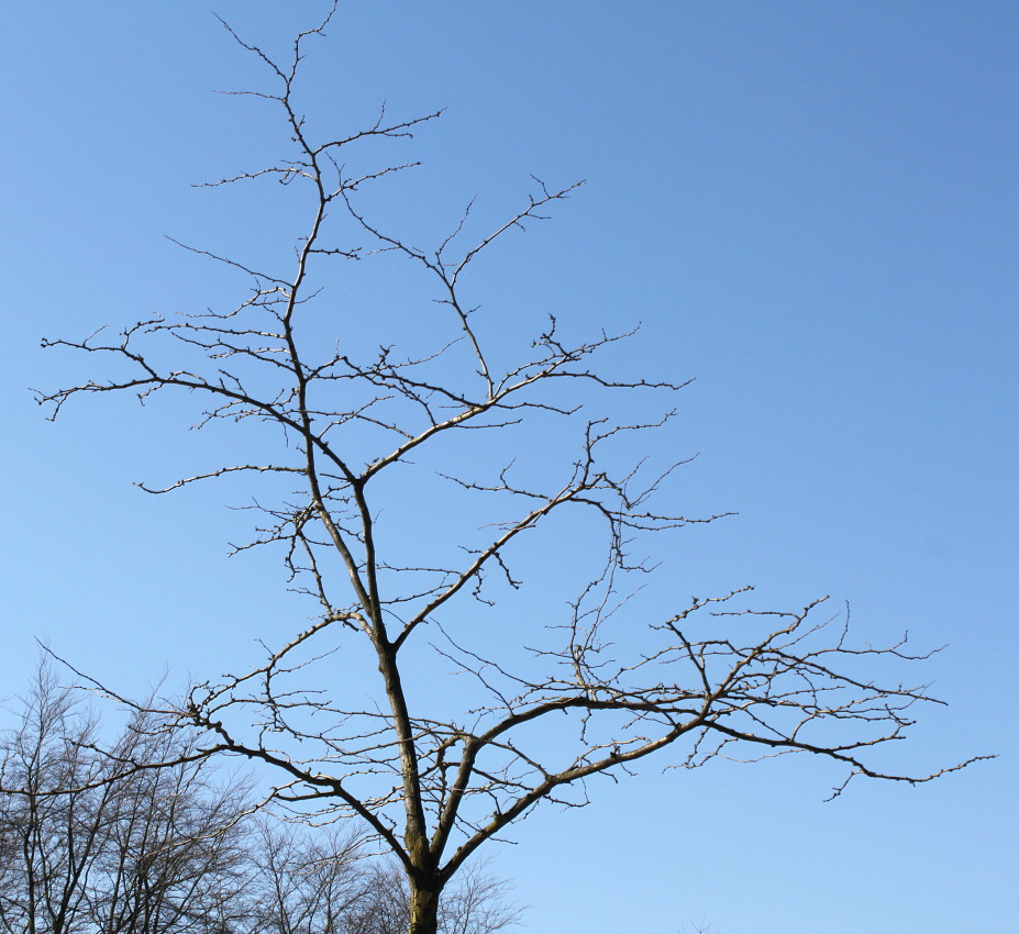 Изображение особи Gleditsia triacanthos.