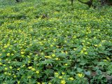 Anemone ranunculoides