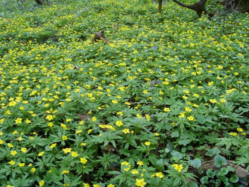 Изображение особи Anemone ranunculoides.