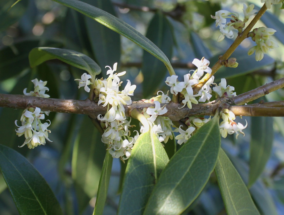 Image of Osmanthus × burkwoodii specimen.