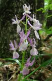 Orchis × penzigiana. Соцветие. Крым, окр. Ялты, пос. Голубой Залив, дубово-грабинниковый лес. 30 апреля 2013 г.