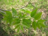 Fraxinus pennsylvanica. Верхушка побега с молодыми листьями. Тамбовская обл., Петровский р-н, с. Покровское, сад. 10.05.2013.