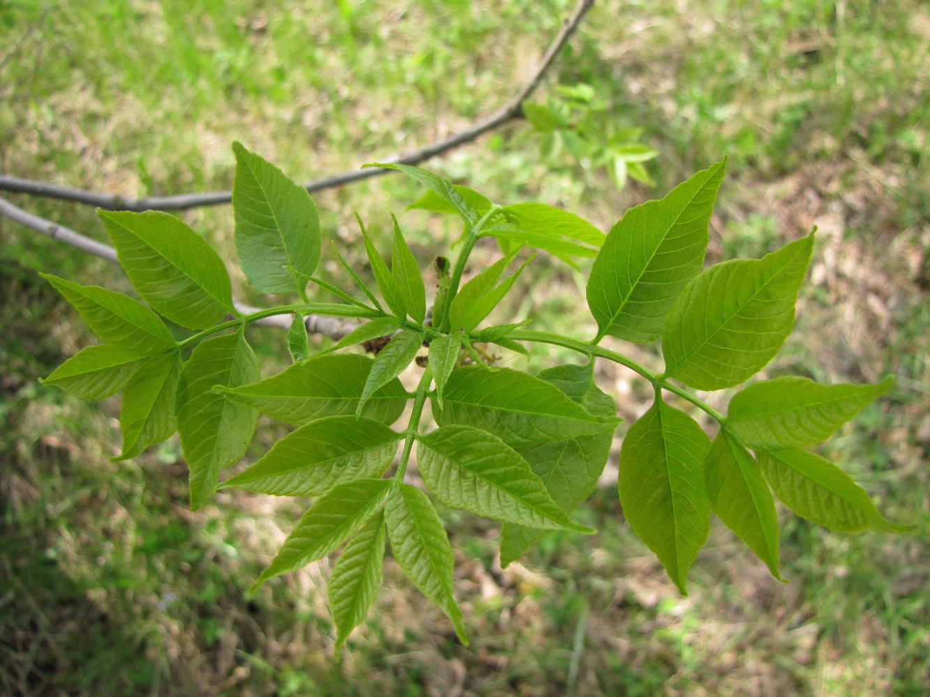 Изображение особи Fraxinus pennsylvanica.