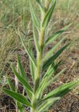 Echium popovii