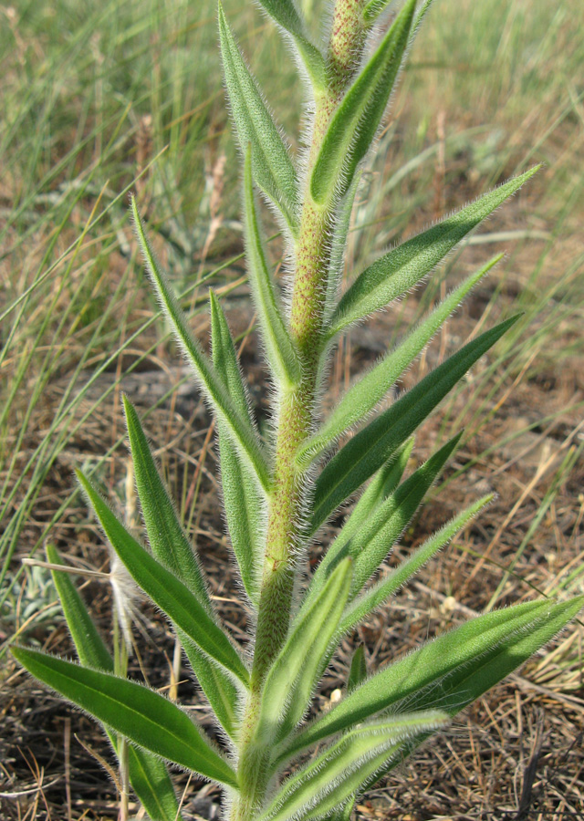 Image of Echium popovii specimen.