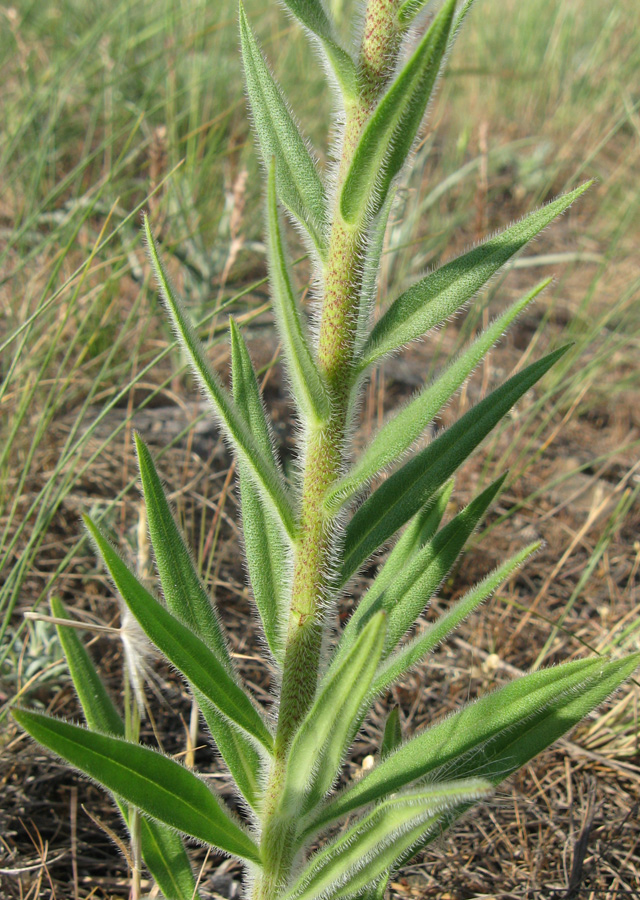 Изображение особи Echium popovii.