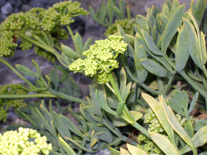 Image of Crithmum maritimum specimen.