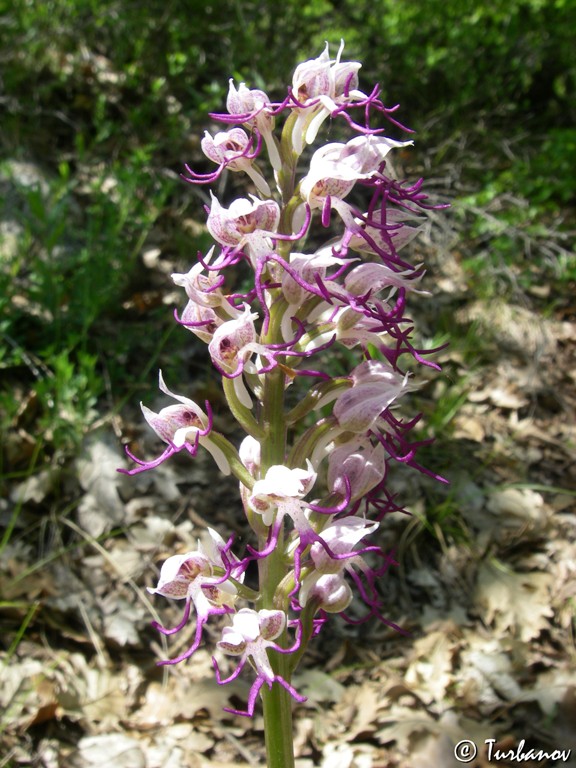 Изображение особи Orchis simia.