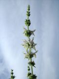 Stachys recta