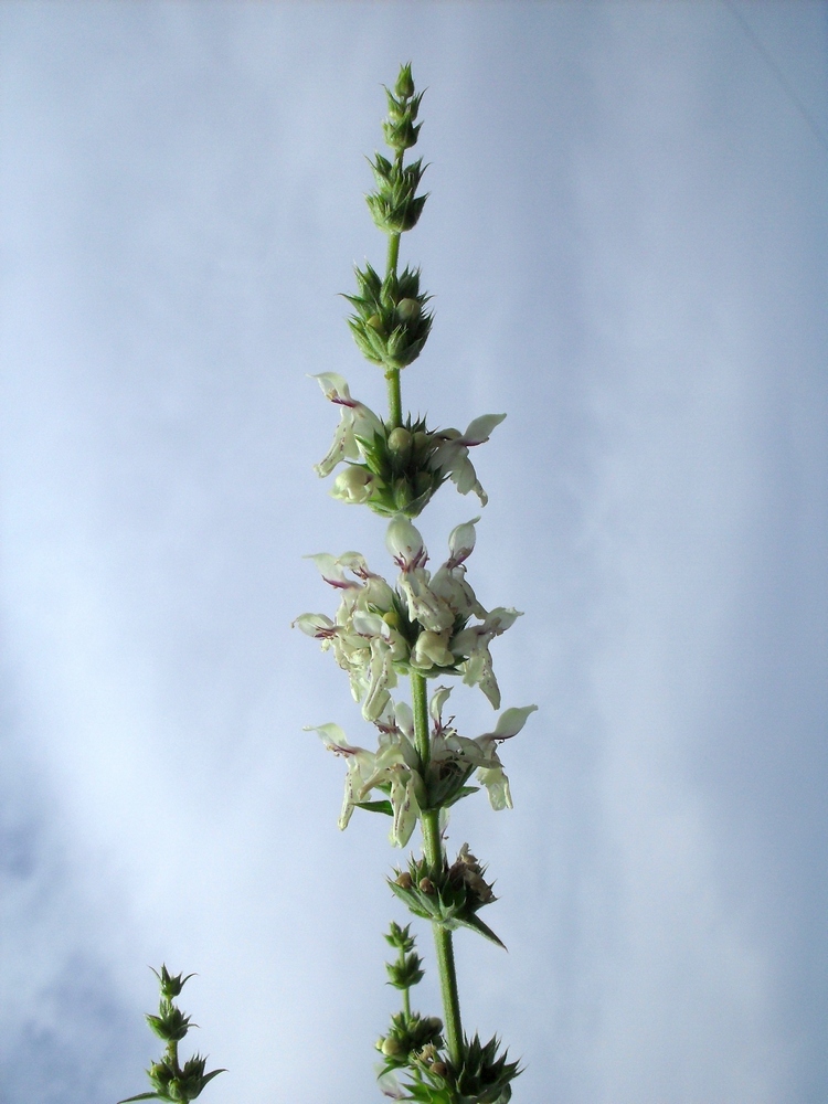 Изображение особи Stachys recta.