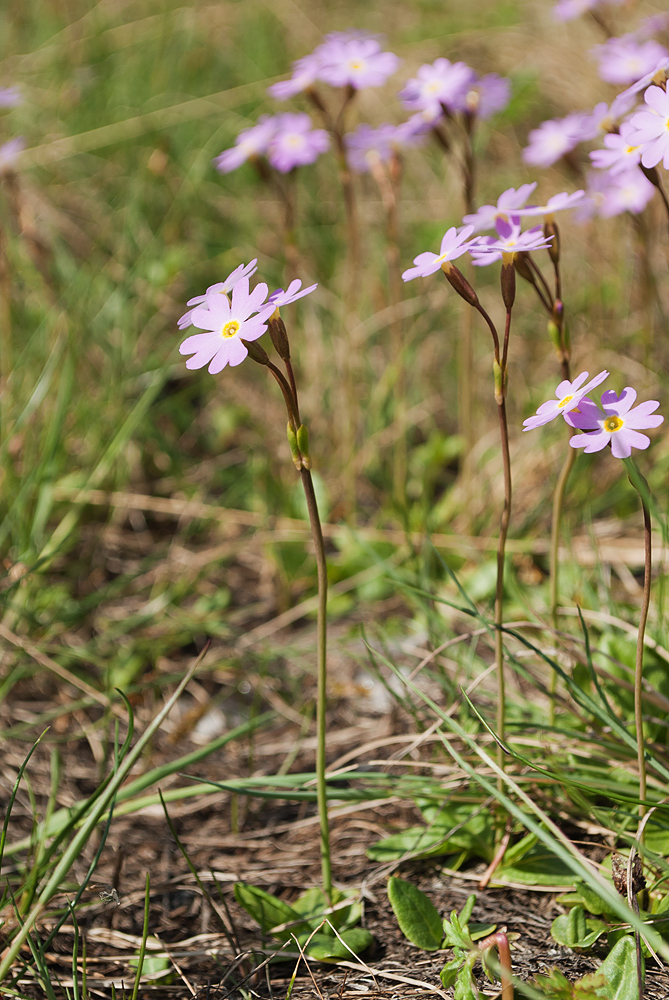 Image of Primula finmarchica specimen.