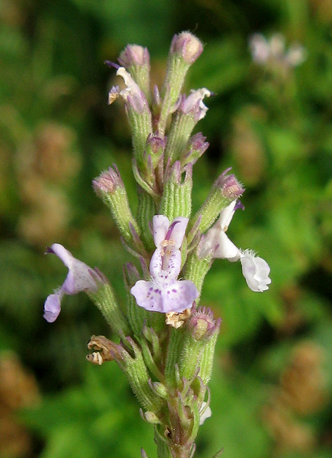 Image of Nepeta nuda specimen.