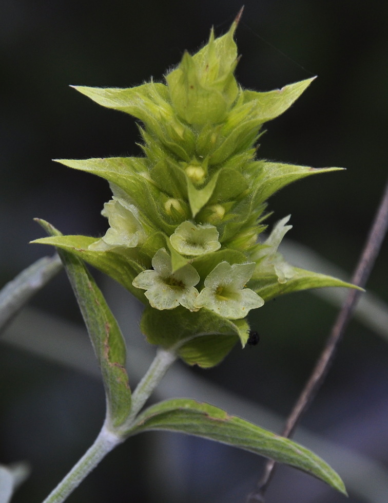 Image of Sideritis scardica specimen.