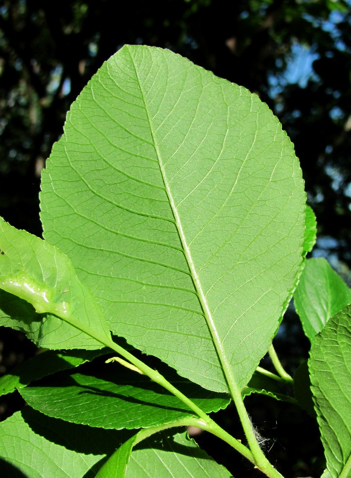 Изображение особи Salix jenisseensis.