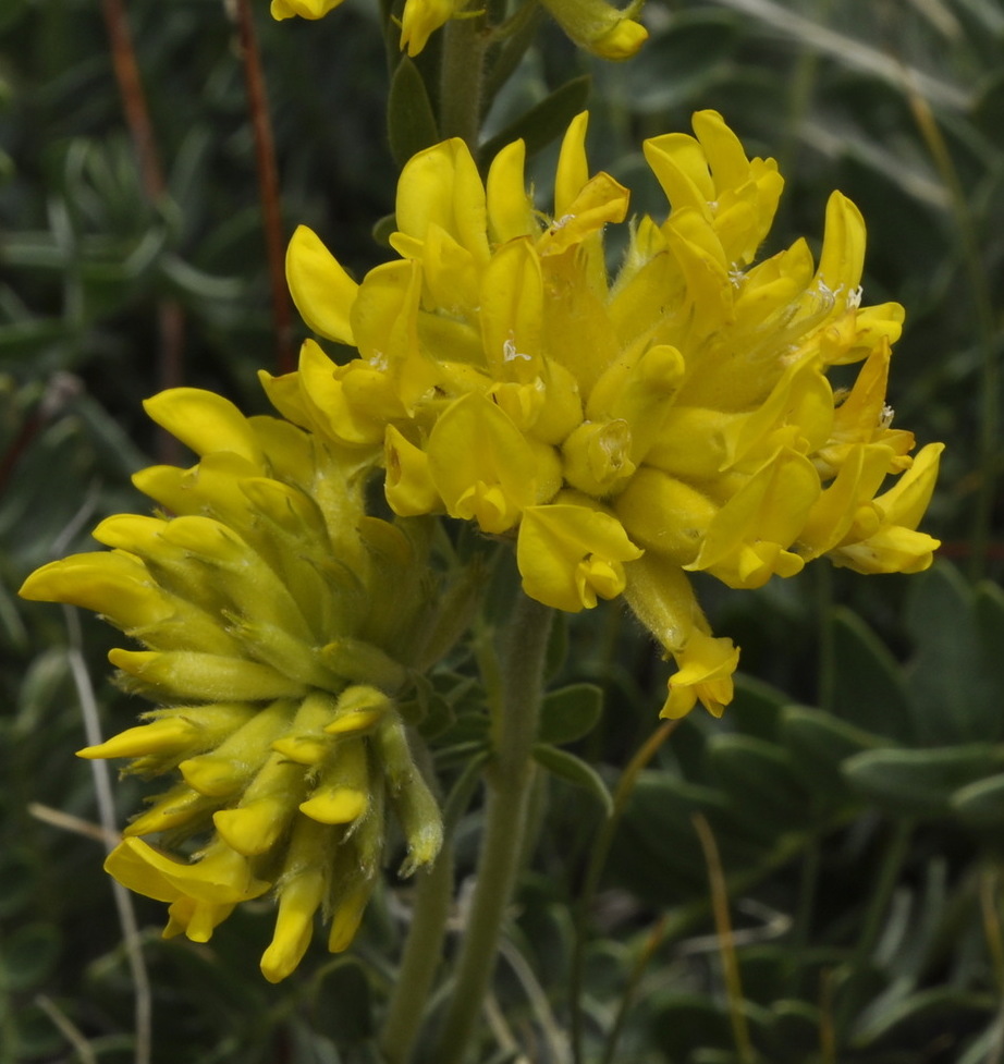 Image of Anthyllis aurea specimen.